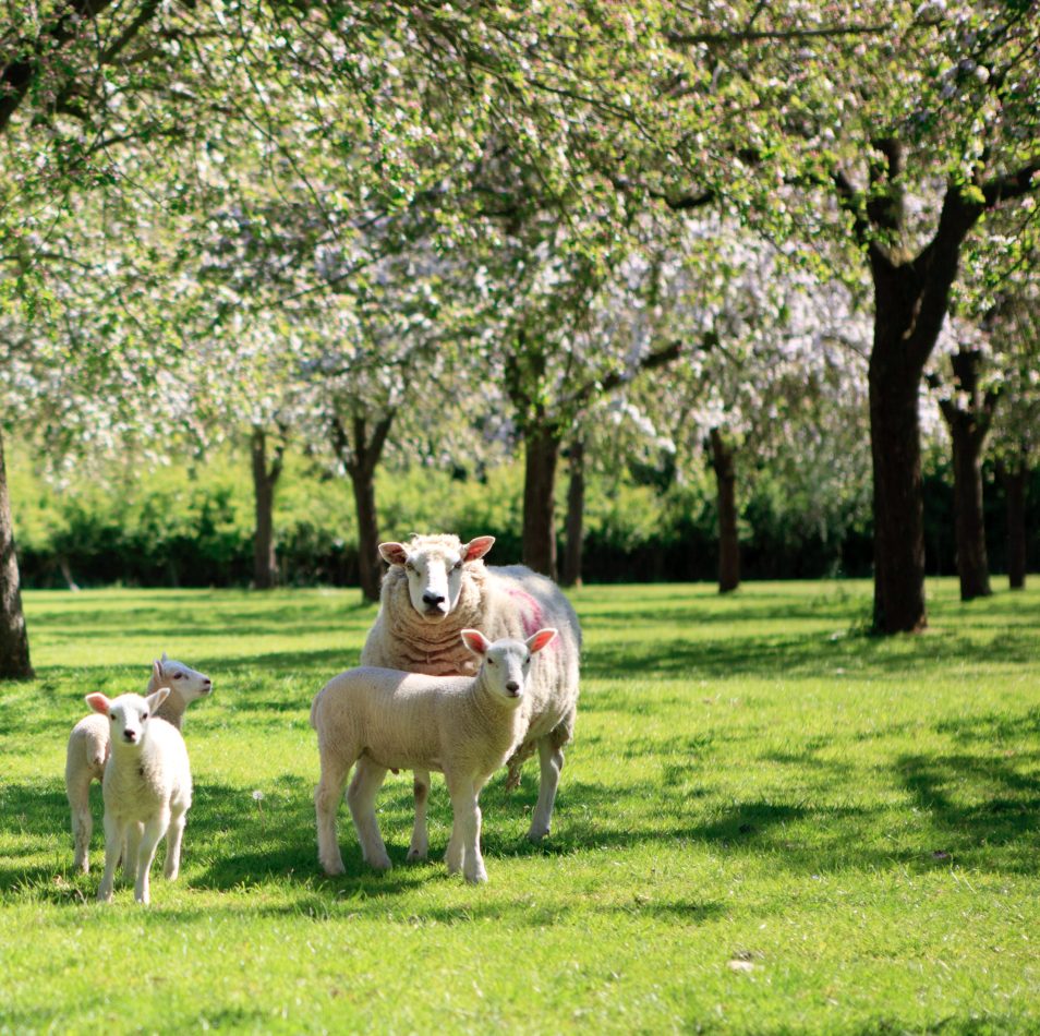 Woodland Creation and Agroforestry