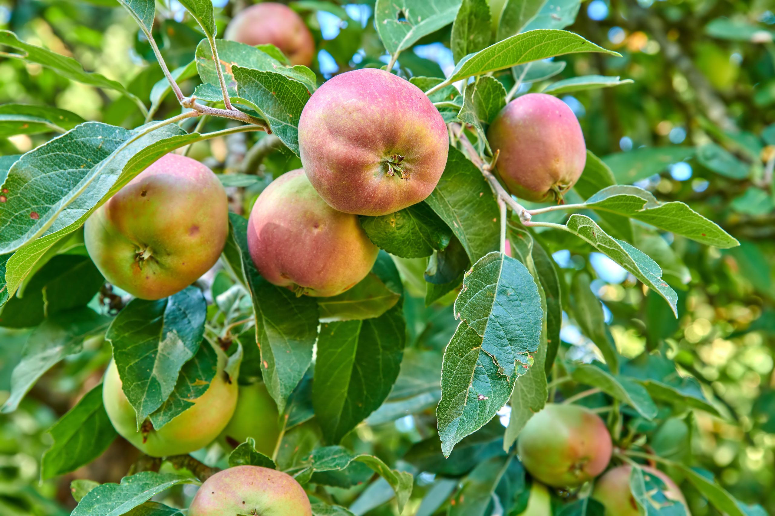 Apples.