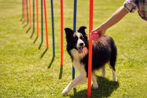 dog training enterprise